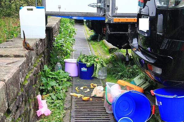 玉山塔塔加地區停車場常有遊客亂丟果皮及垃圾,引來台灣噪眉覓食,破壞自然生態。圖/玉管處提供