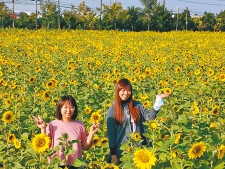 台南市山上區公所與農民合作打造花海，吸引遊客拍照打卡。（劉秀芬攝）