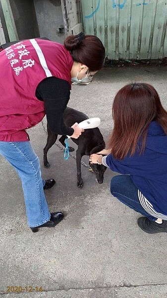 工廠放養的犬隻若無植入晶片、結紮、施打狂犬疫苗，主人可能因此受罰。圖／新北市動保處提供