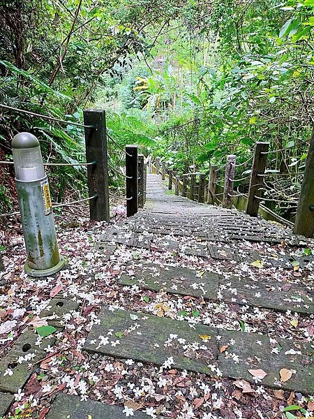 賞桐步道穿梭，近距離漫步在桐花林中。陳陸攝