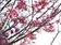 雲林也有櫻花季！2月12日粉紅登場