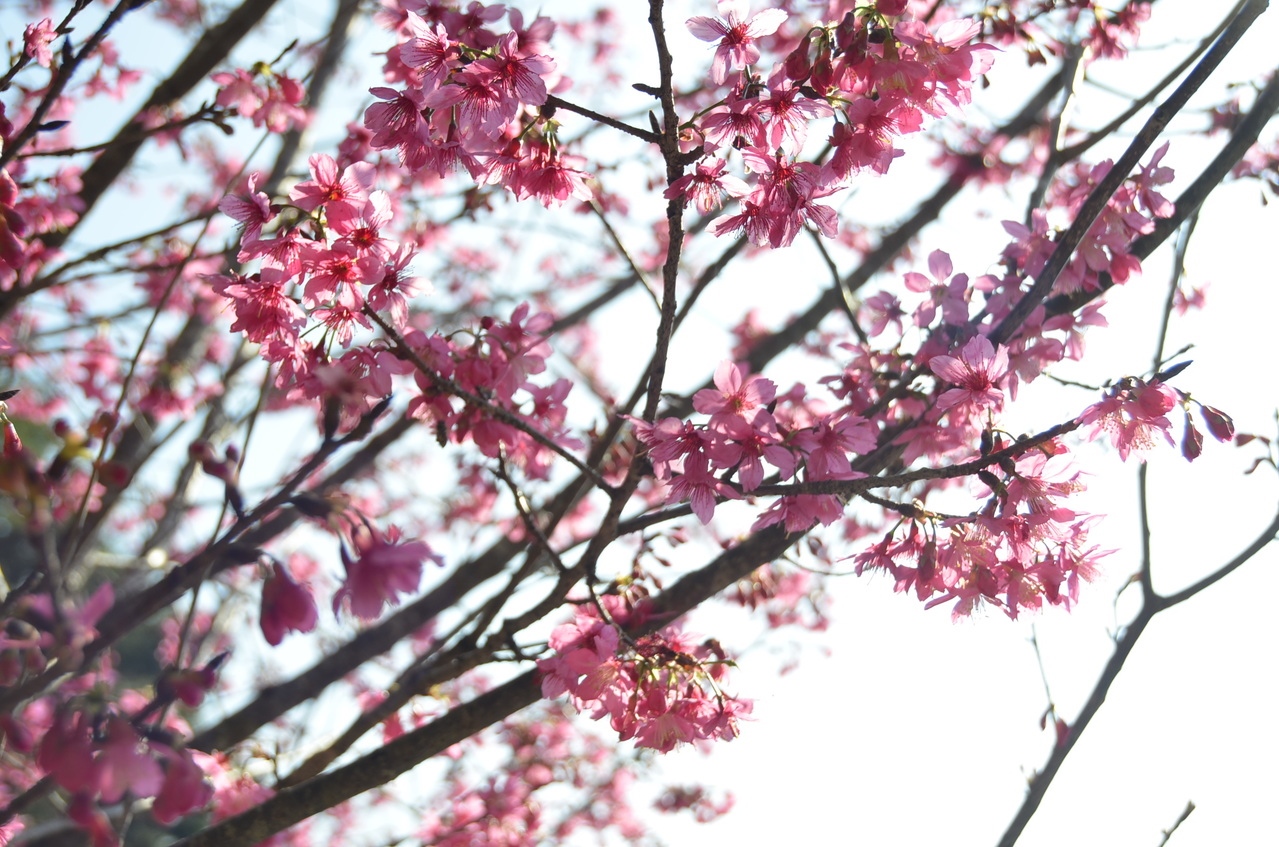 雲林古坑鄉草嶺地區櫻花已漸盛開，鮮豔的粉紅色花朵令人心曠神怡。記者陳苡葳／攝影