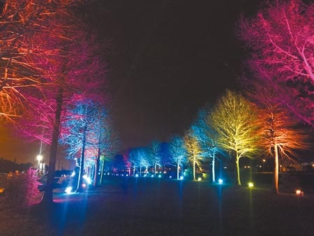 宜蘭縣三星鄉近年來暴紅的「落羽松祕境」，原本要在2月5日舉行夜間點燈儀式因為防疫將取消。圖／中時資料照