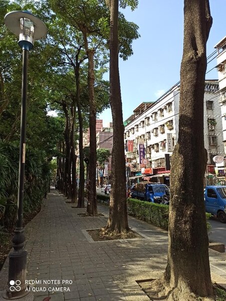 左邊商店做生意，右邊成排挺立的大樹像是護街樹，文教風味頗濃。圖／彭柔安攝