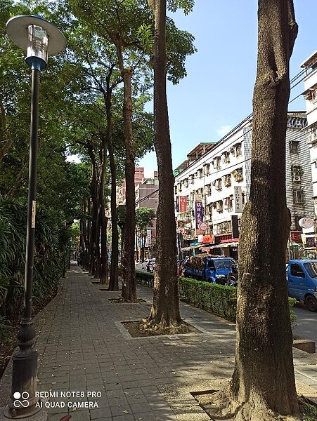 左邊商店做生意，右邊成排挺立的大樹像是護街樹，文教風味頗濃。圖／彭柔安攝