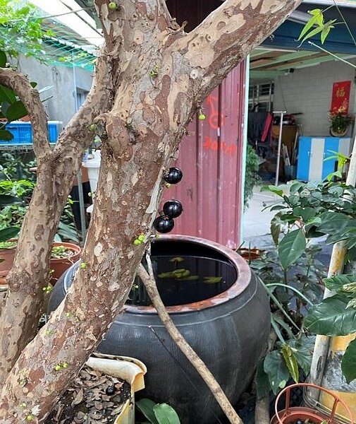 板橋區民權里山葡萄樹。圖／彭芷琳攝