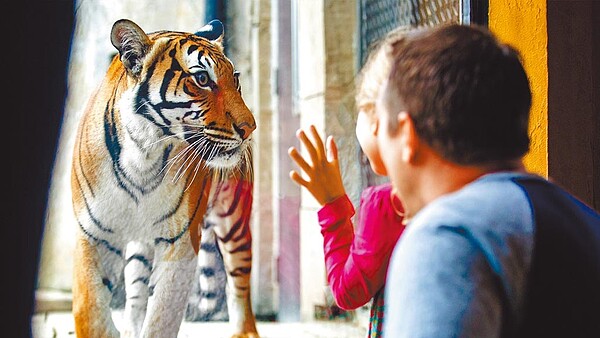 瑞典波拉斯動物園一隻17歲母老虎娜塔莎，因為感染新冠肺炎，病況嚴重，遭到園方安樂死。圖／摘自Zoo Knoxville臉書
