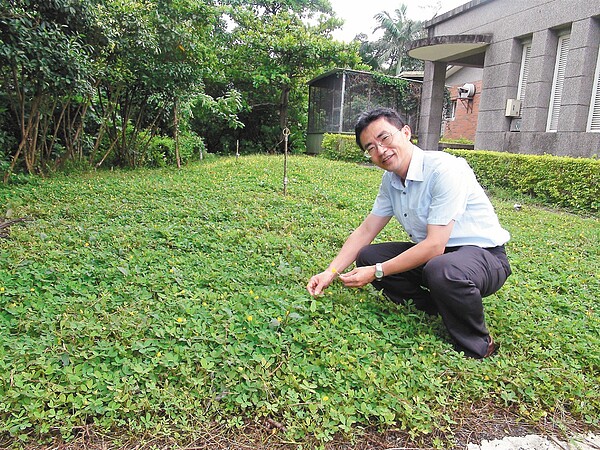 以草克草種 蔓花生 防雜草 好房網news 以草克草種 蔓花生 防雜草 好房網news