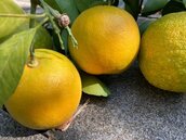 全世界僅苗栗、新竹還有　珍稀特有種南庄橙今天回家了
