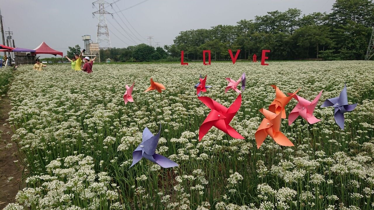 傳統韭菜「二松仔」會開花但較不怕冷，國內近年改種日本種韭菜不開花卻怕冷，導致冬季韭菜減產一半。記者簡慧珍／攝影