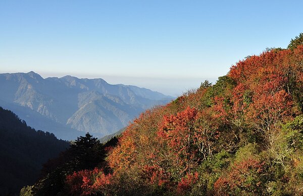 玉山國家公園紅榨槭。圖/內政部提供