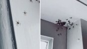 數百蜘蛛牆上爬　媽媽笑問女兒「要不要搬家？」