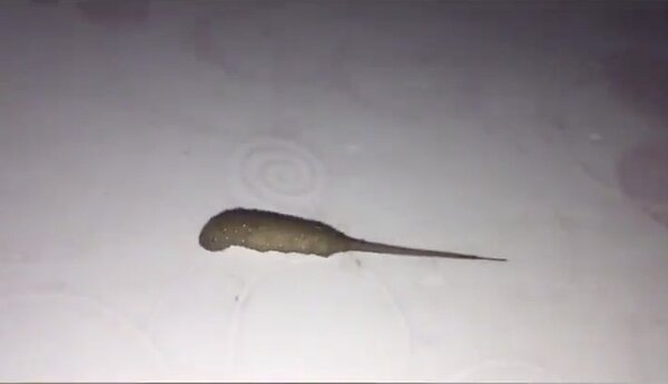 泰國一名男子在家中的臥室牆上發現一條激似鼻涕蟲般的怪異長條狀生物,乍看之下「半鼠半蛆」。圖/擷自每日星報
