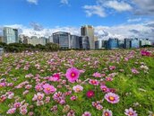 台北市最大花海在美堤河濱公園盛開啦！