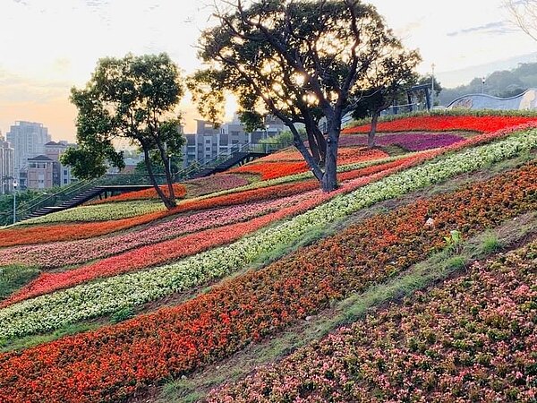 三層崎公園的花海季不僅造福遊客，也讓秀山里的環境更加優美。圖／秀山里里長陳壽彭提供