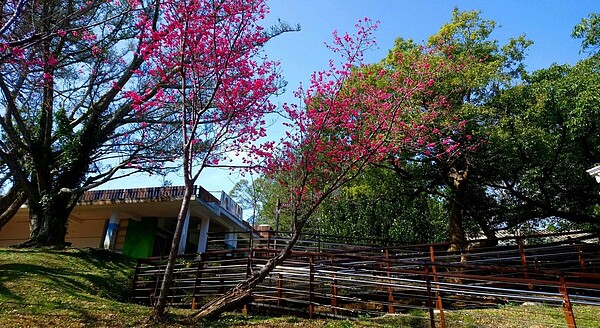 桃園北橫公路沿線已經可以看見山櫻花盛開。圖／桃園風景管理處提供