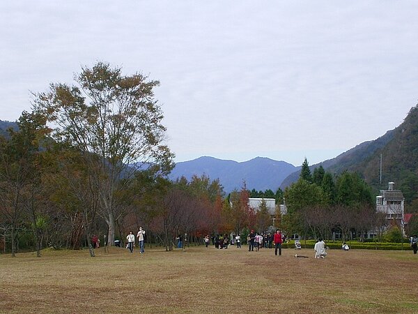 奧萬大櫻花盛開。圖/觀光旅遊局提供
