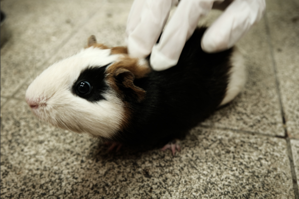 天竺鼠。圖／新北市政府動物保護防疫處提供