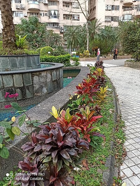 中庭的繁花綠草，簡直是江南庭園生活的寫照。圖／樂生活實習記者彭柔安攝影