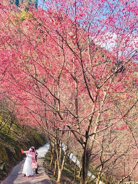 南投縣信義鄉賞櫻祕境望高寮，櫻花陸續綻放，吸引遊客流連。（廖志晃攝）