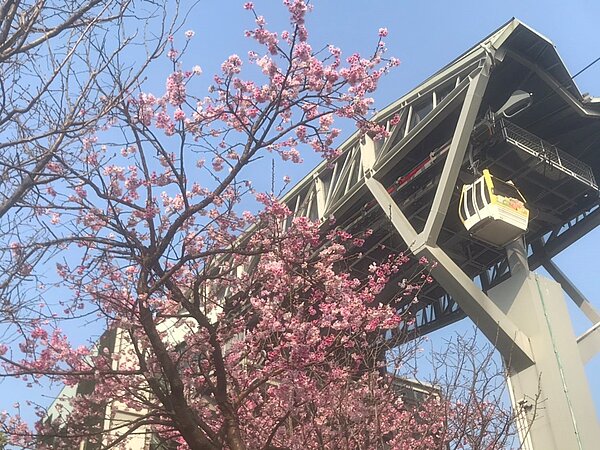 偽出國美景在貓空!杏花林、魯冰花爭豔綻放。圖/台北市政府提供