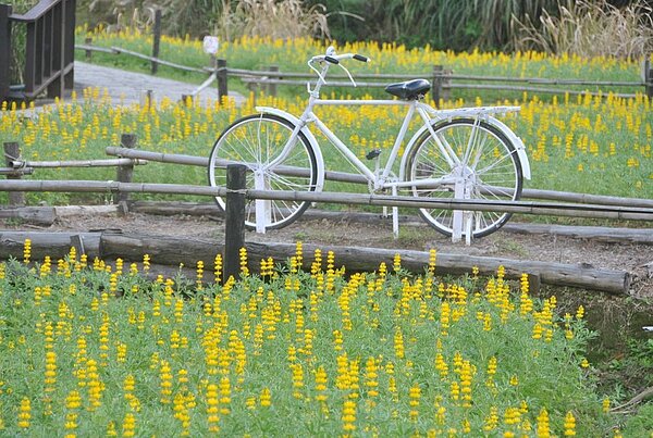 偽出國美景在貓空!杏花林、魯冰花爭豔綻放。圖/台北市政府提供