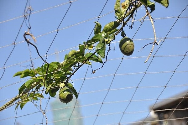 惠安里里長辦公處頂樓種植的蔬果。圖／郭宇璇攝