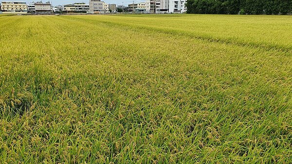 耕地續租或收回申請只到2月17止。圖/台中市地政局提供