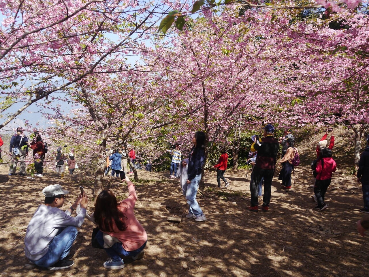 市府觀光局擬定五條開運路線，可兼顧防疫安排走春遊賞。圖／聯合資料照