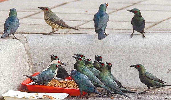 鳥友Danny在台南市東區榮譽街停車場拍到成群亞洲輝椋鳥搶食流浪貓狗的食物。（DANNY提供／曹婷婷台南傳真）