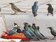 台南亞洲輝椋鳥　跟流浪貓狗搶食