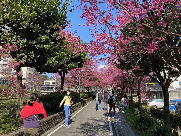 新北市推出線上賞櫻，讓民眾在家中就能與家人一同欣賞美麗花景。圖／新北市景觀處提供