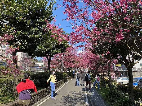 新北市推出線上賞櫻,讓民眾在家中就能與家人一同欣賞美麗花景。圖/新北市景觀處提供