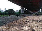 動保志工彩虹河濱公園丟廚餘餵犬隻？　民眾看了流口水