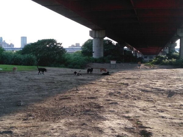 有民眾陳情動保志工在河濱公園餵食流浪狗，造成當地環境髒亂不堪。圖／北市動保處提供