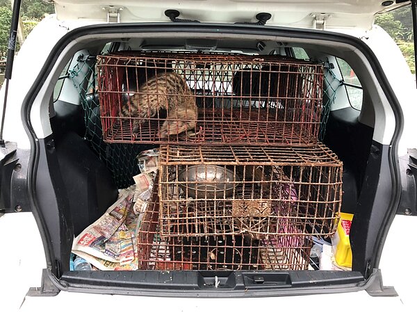 違法飼養麝香貓,新北動保處擴大查緝。圖/新北市政府提供