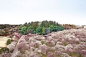 嘆！日本茨城縣冬季絕景等無人　偕樂園寒梅空飄香