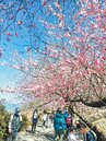 防疫 武陵、天元宮櫻花季祭管制