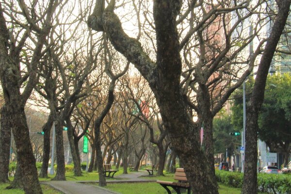 敦化南路上整個人行道及路旁都種滿的台灣欒樹，讓走在路上的行人感到療癒。圖／郭又華攝