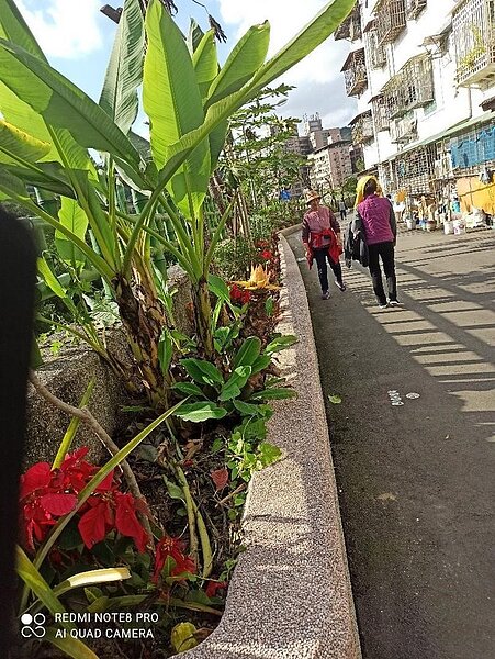 景美溪畔好風光，休閒好所在 。陳陸攝影