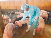 政府砸130億　助養豬業升級