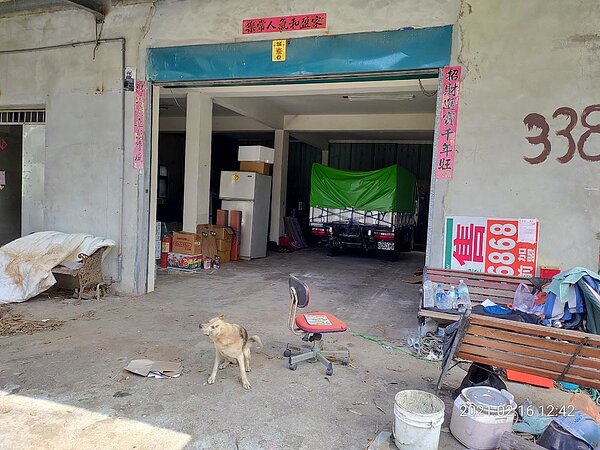 咬貓的其中1隻黃狗。圖/新北市政府提供