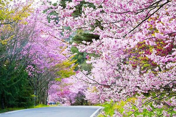 交通部觀光局公布109年度全國主要觀光遊憩據點遊客人數,台中市以近4600萬人次奪全國第一。圖為武陵農場/台中市觀旅局提供