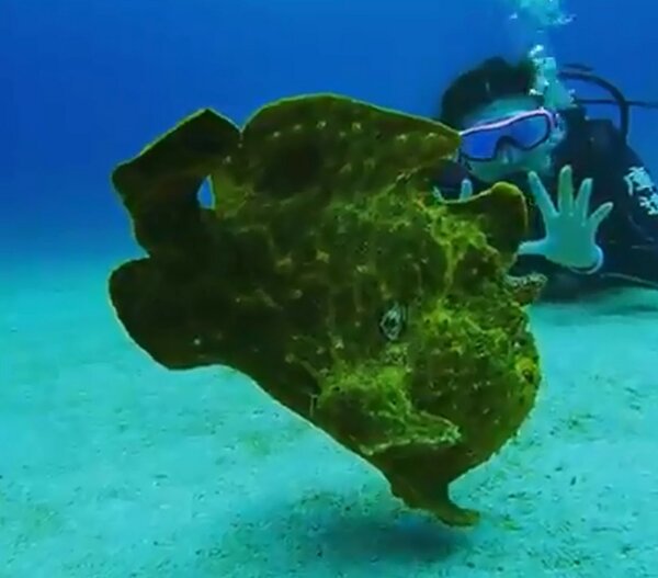 台東綠島海域日前有潛水教練發現一隻相當少見的「躄魚（俗稱五腳虎）」，在海底行走的可愛模樣被拍攝下來上傳臉書分享，引起網友討論。圖／庫達潛水蝦卷提供
