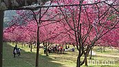 10年未見櫻花滿開！九族文化村櫻花最佳賞櫻期