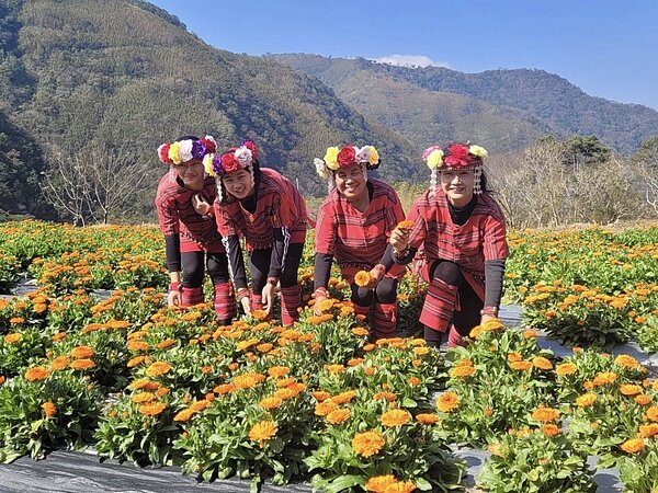 那羅部落的金盞花海被周圍群山環抱,澄黃色的花田讓十分具有特色。圖/新竹縣府提供