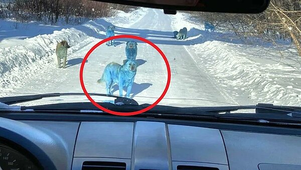 俄羅斯網路近日流傳數隻「藍色流浪狗」在馬路閒晃的照片。畫面翻攝/twitter@Moises Lopez