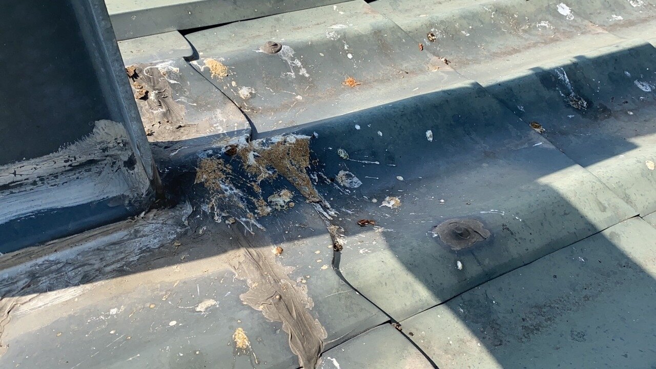 撒米怪客的米粒吸引鳥群覓食,造成住家屋頂、窗台留下許多鳥糞便,帶來惡臭,還要花很多時間清理。記者陳弘逸/攝影