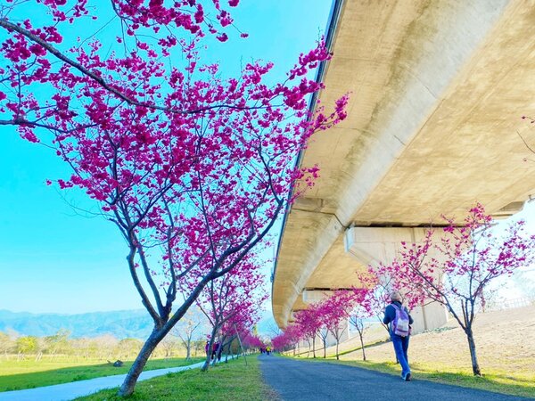 合興車站沿線綻放櫻花。圖／新竹縣交旅處提供