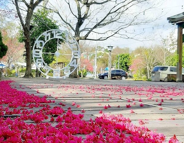 竹東河濱公園櫻花盛開。圖/新竹縣交旅處提供